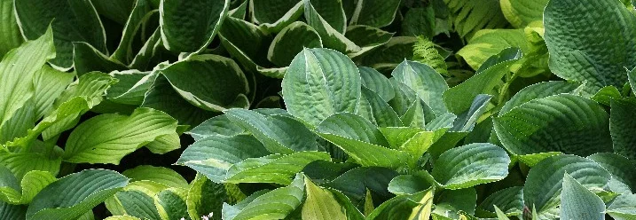 Grüne Blätterpflanzen im Schatten